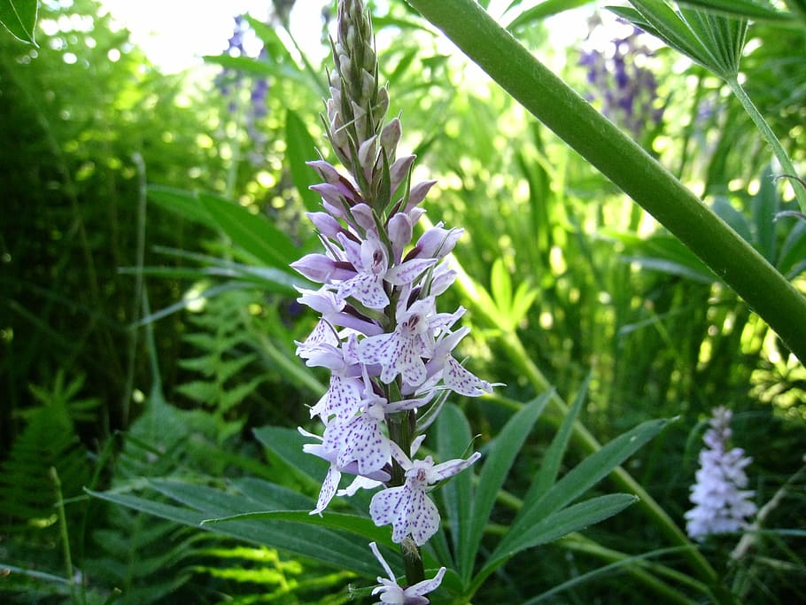orchide, wild, vegetation, green, grass, summer time, colors HD wallpaper