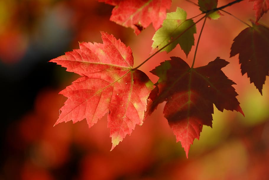 selective focus photography of red leafed plant, leafs, wine HD wallpaper