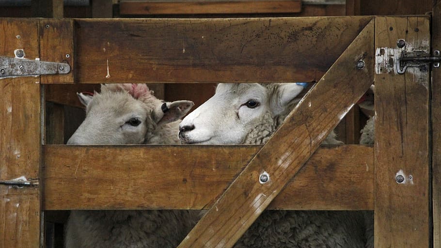 two white sheeps in cage, two white sheep on brown wooden cage HD wallpaper