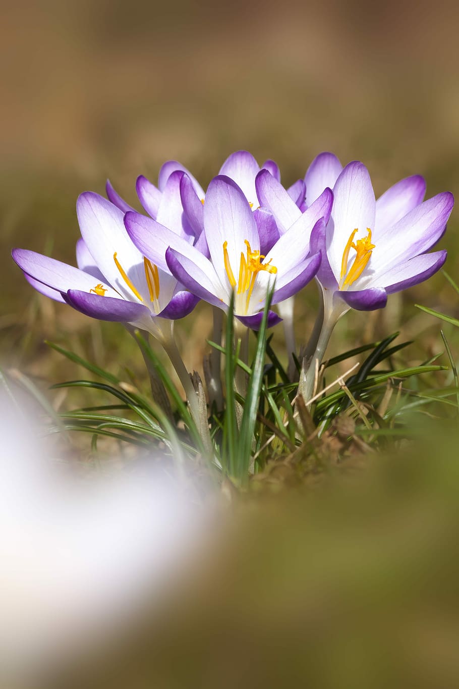 Spring, Crocus, schwertliliengewaechs, spring crocus, flower HD wallpaper