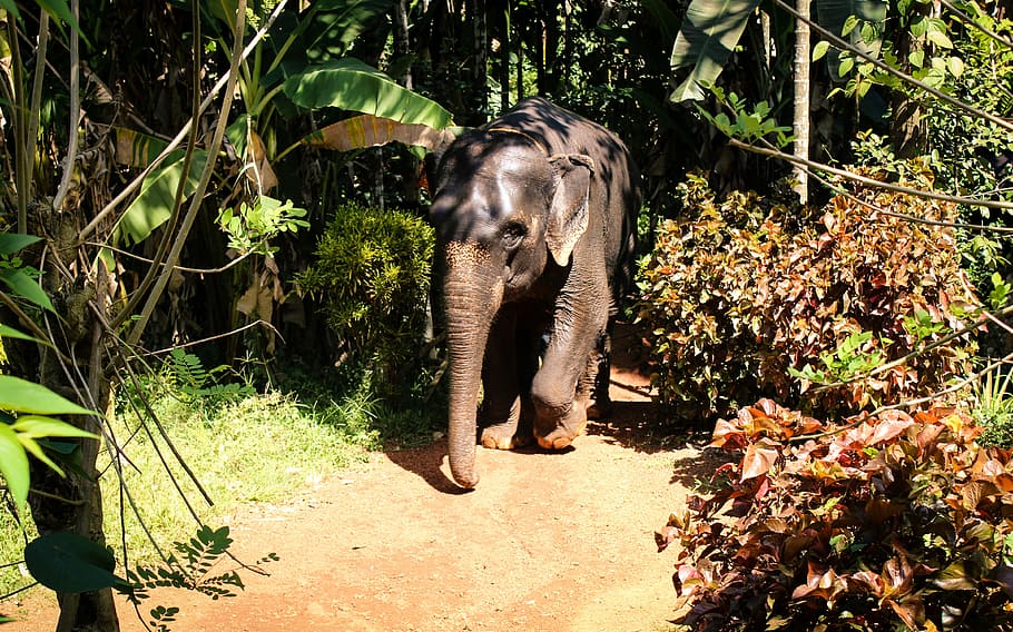 Elephant, Animal, Forest, animals in the wild, one animal, animal themes HD wallpaper