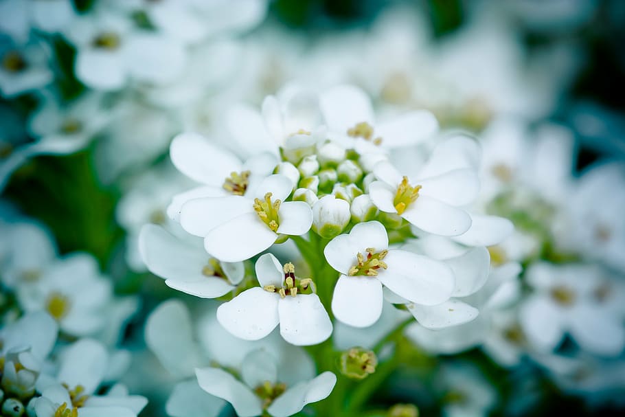 flowers, bloom, spring, white, plant, macro, nature, flora HD wallpaper