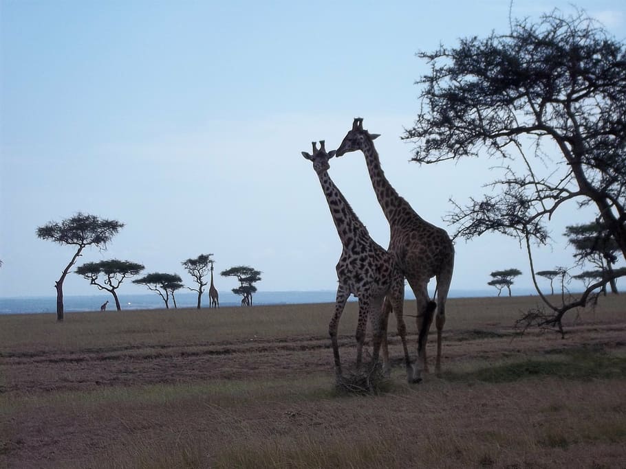 masai, mara, kenys, tree, plant, giraffe, animal, sky, mammal HD wallpaper