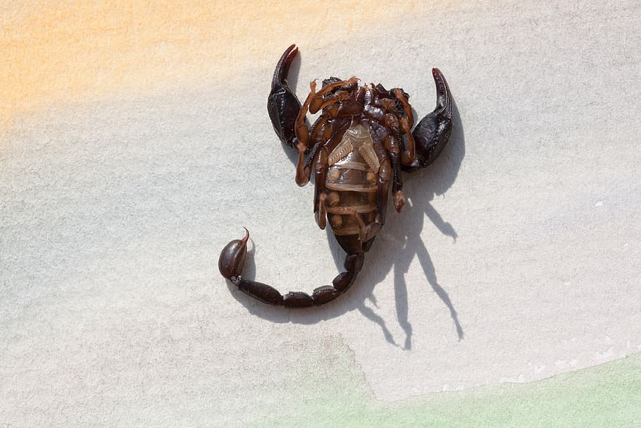 scorpio, androctonus crassicauda, soffit, gripper, sting, attack HD wallpaper