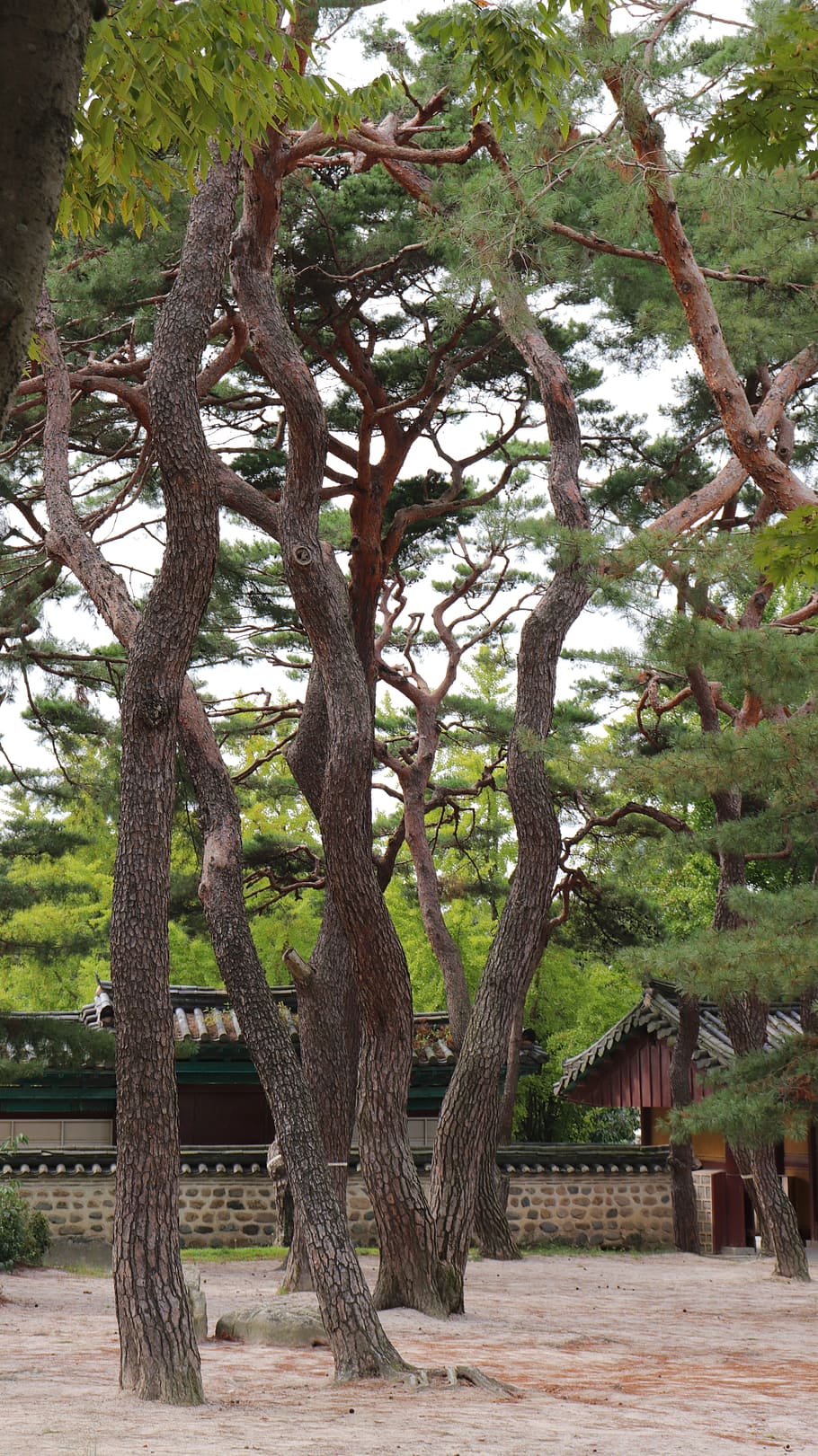 pine, tree, pinetree, pine tree, nature, natural, korea, korean