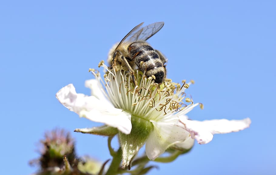 Insect, Close, Flowers, Honey Bees, blackberry, sprinkle, pollen HD wallpaper