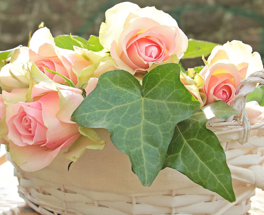 pink roses with green leaves, noble roses, basket, flowers, pink precious roden, HD wallpaper