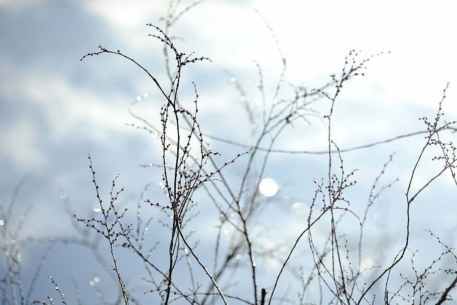 selective focus photography of grasses, bokeh photography of plants HD wallpaper