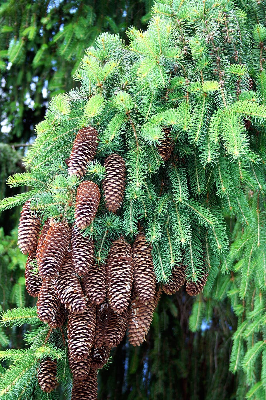 forest, needles, nature, spruce, pine, pine cone, plant, growth HD wallpaper