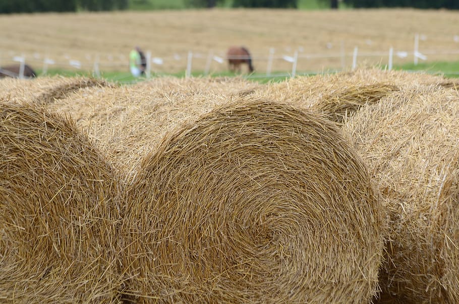 hay, grass, bales, round, fields, agriculture, straw, harvest HD wallpaper