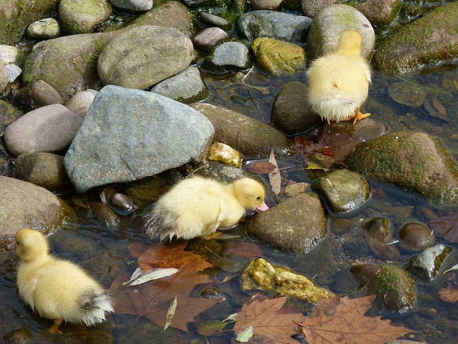 ducks, ducklings, chicks, young, river, rock, animal themes HD wallpaper