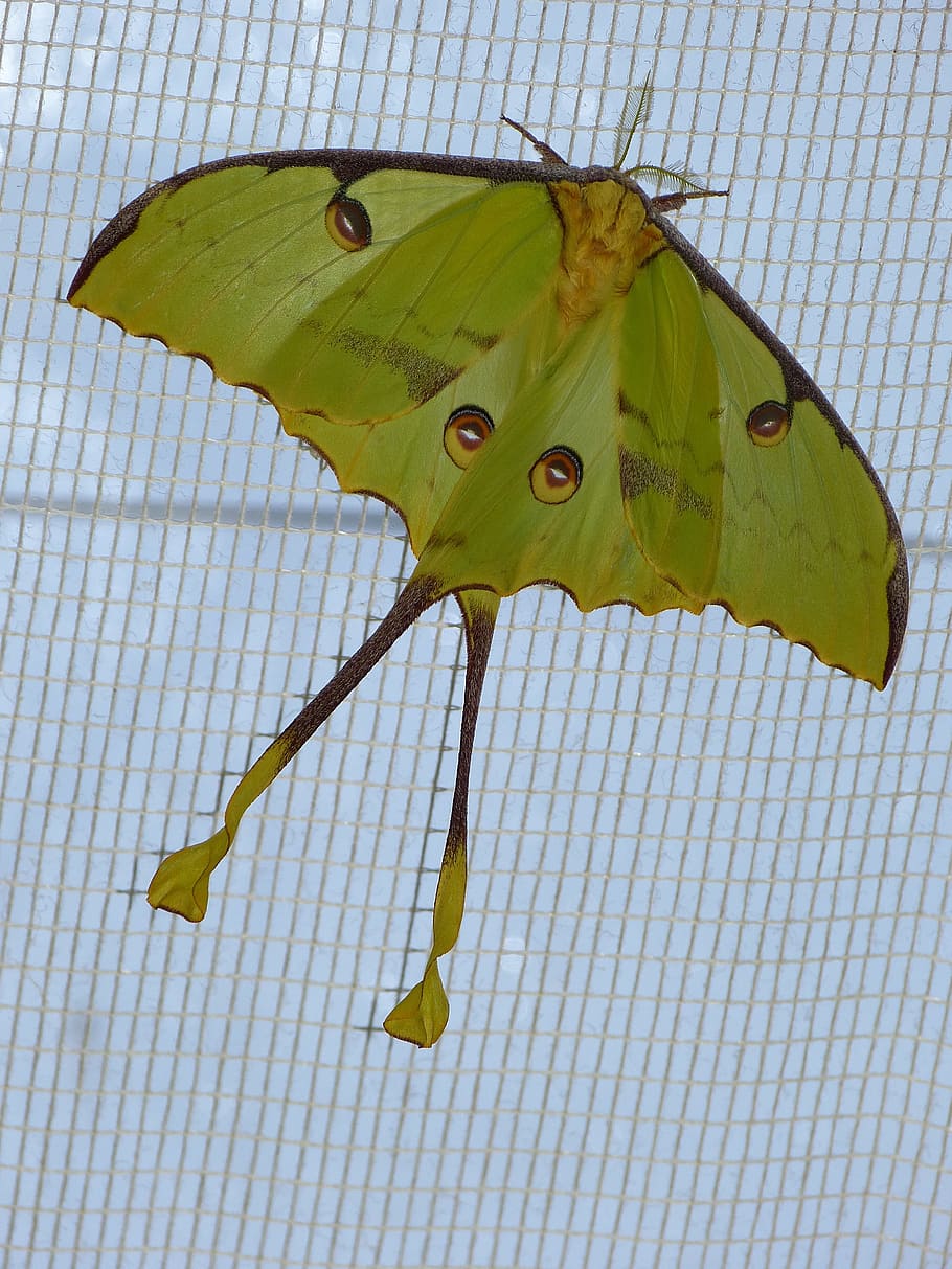 green butterfly on gray screen, Comet Moth, Moth, Butterfly HD wallpaper