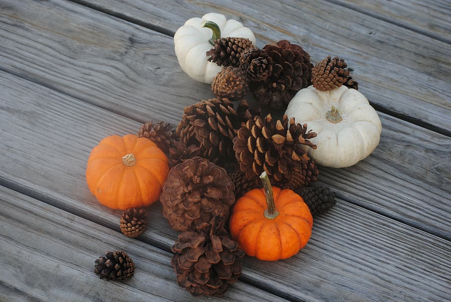 orange and white fruits decors, pumpkin, pine cone, fall, autumn HD wallpaper