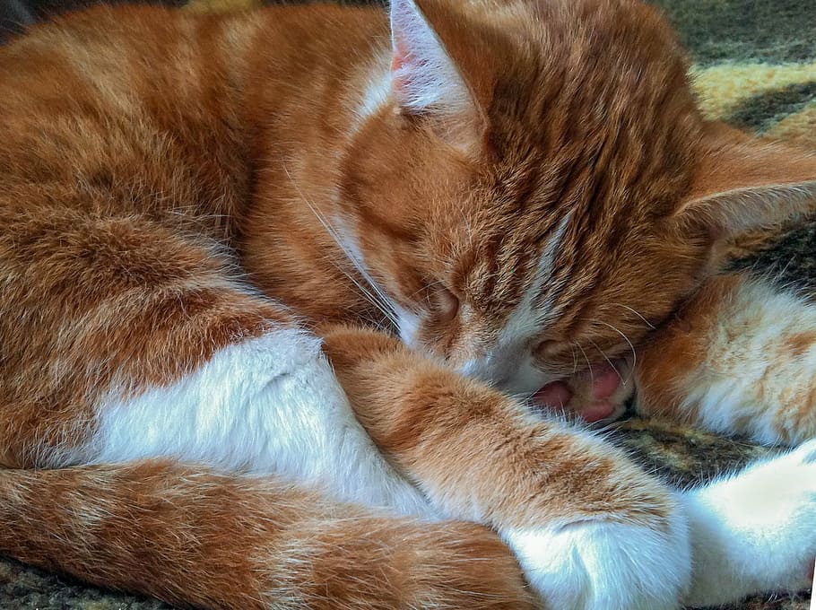 orange Tabby cat sleeping, animals, alley cat, feline, red fur, HD wallpaper
