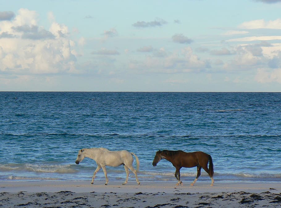 two black and white horse walking on the seashore, wild horses