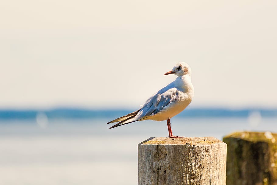 ring-billed gull perched on brown wood post, bank, bird, animal, HD wallpaper