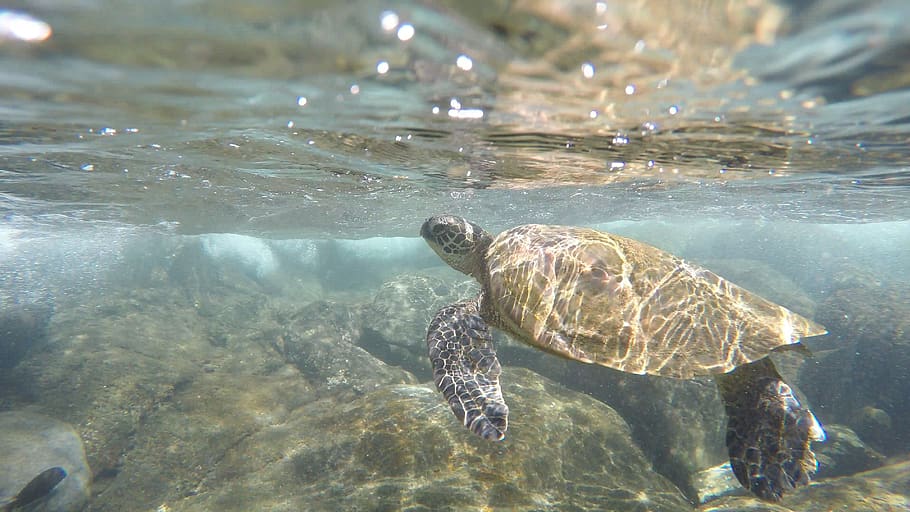 sea turtle, ocean, hawaii, water, animal themes, animal wildlife HD wallpaper