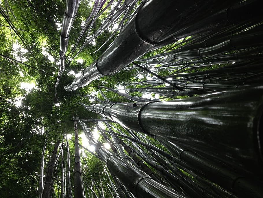 low angle view of green trees, low angle view of tall bamboo trunks HD wallpaper