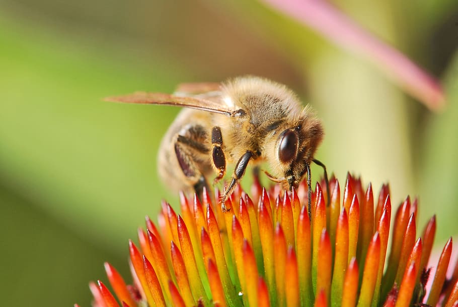 honeybee, european, western, female, worker, apis mellifera carnica