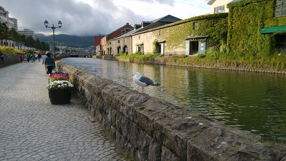 Town, Canal, Life, Bird, House, small town, otaru, japan, water, HD wallpaper