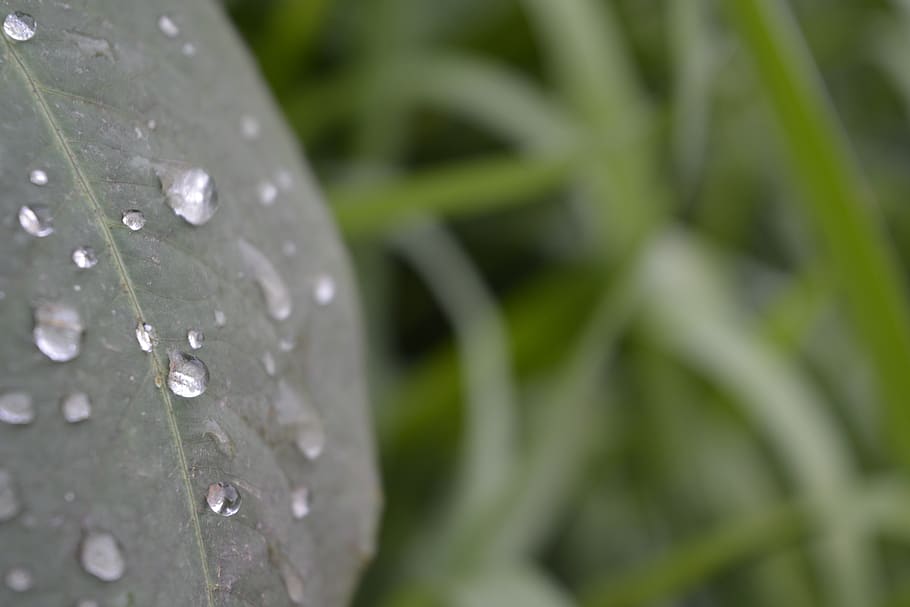leaf, water, dew, drop, rain, closeup, macro, wet, plant, close-up HD wallpaper