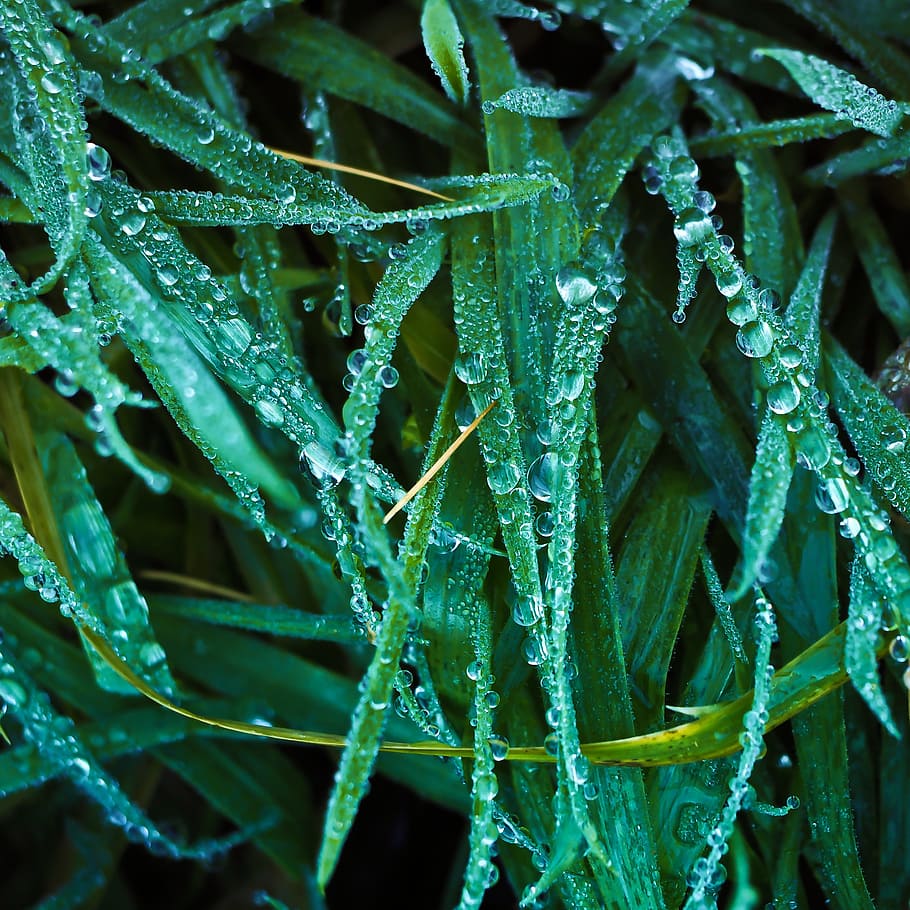 grass, dew, dewdrop, nature, drip, plant, drop of water, meadow HD wallpaper