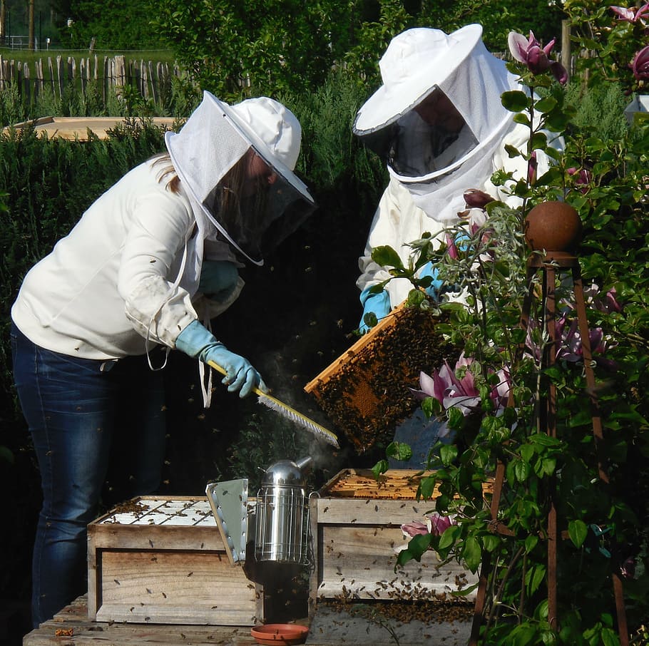 garden, hobby, spring, summer, frühlingsanfang, may, beekeeper HD wallpaper