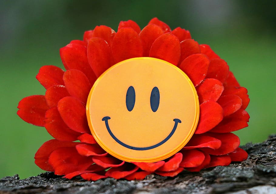 selective focus photography of red zinnia flower with yellow smiley decor HD wallpaper