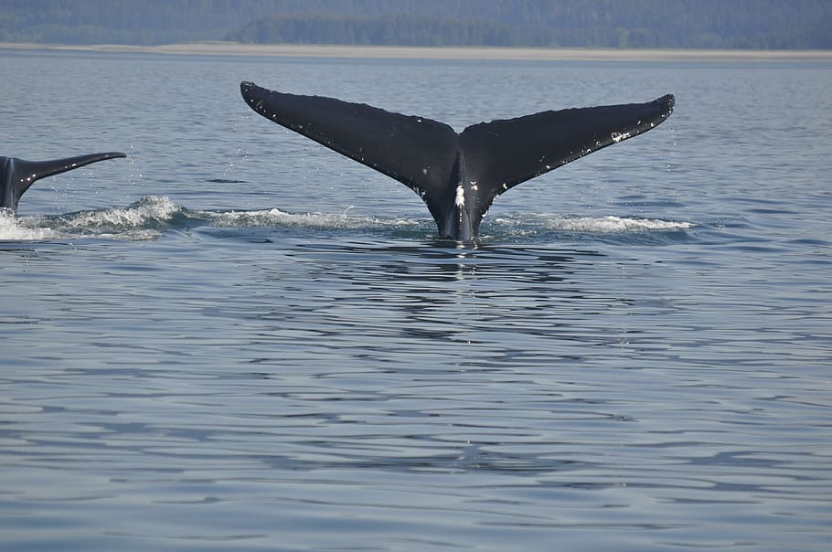 whale, tail, wildlife, sea, animal, humpback Whale, nature HD wallpaper
