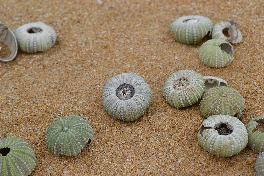 shell, beach, holiday, seashell, sand, south africa, no people HD wallpaper