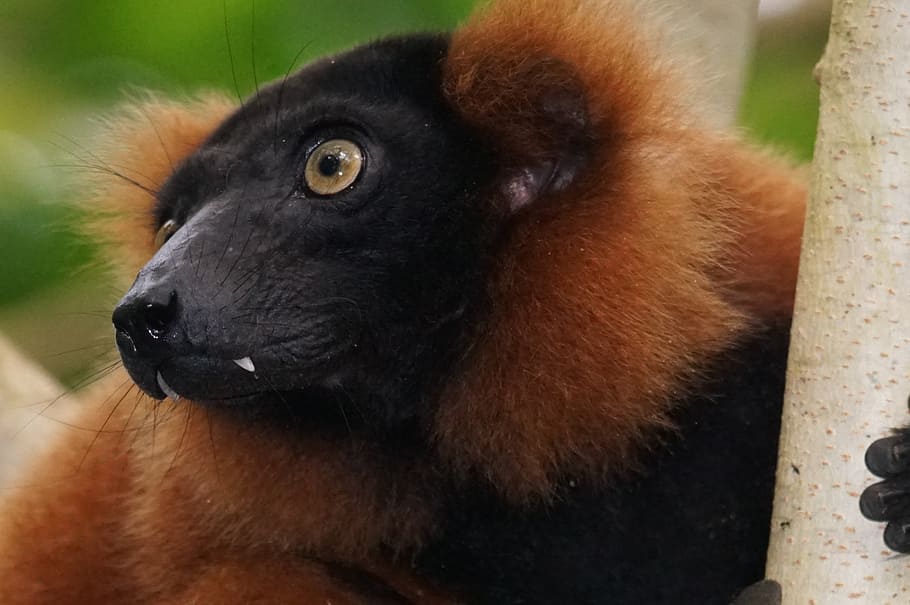 animals, primate, lemur, rainforest, red vari, one animal, animal themes HD wallpaper