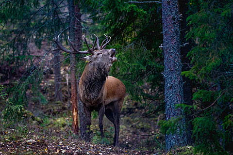 moose howling in forest, flay, red deer, norway, animal wildlife HD wallpaper