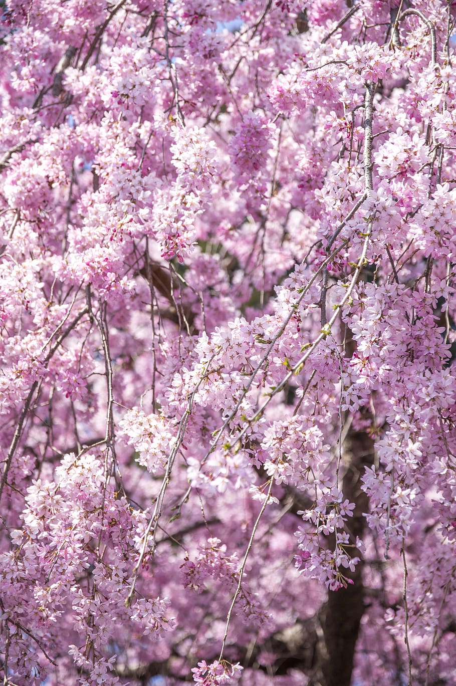 weeping cherry tree, flowers, spring, japan, pink, spring flowers HD wallpaper