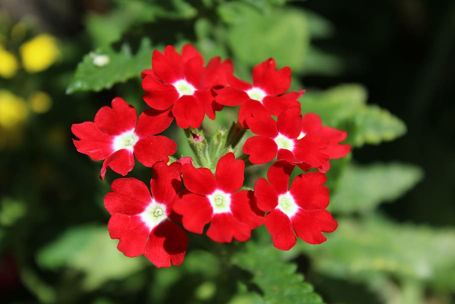 geranium, flowers, summer, botanical, nature, red petals, flowering plant HD wallpaper