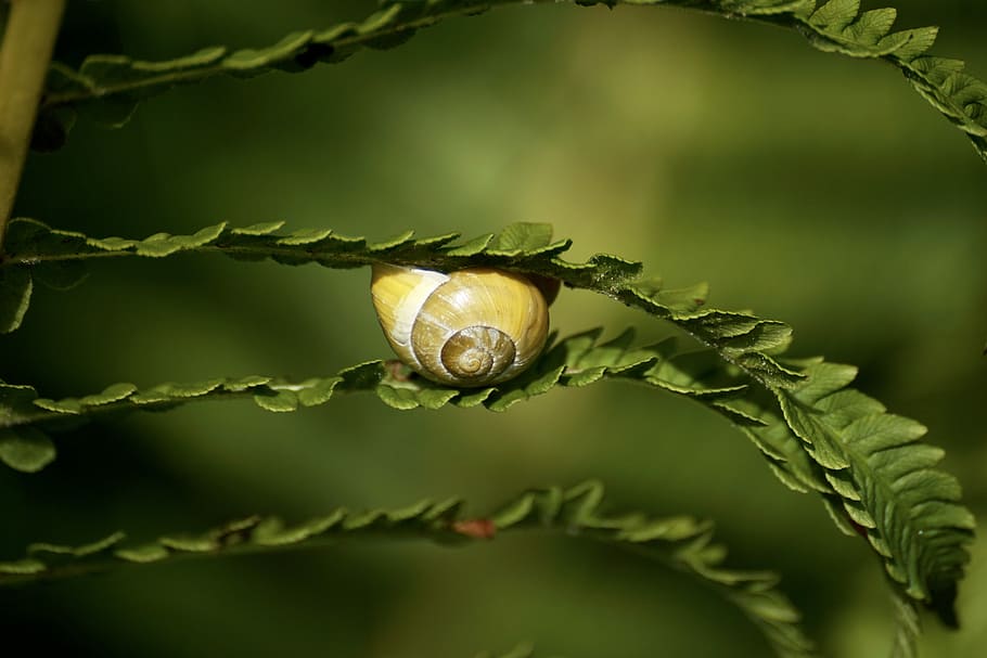 brown snail on fern leaf, Snails, Reptiles, Mollusk, Shell, Slimy, HD wallpaper