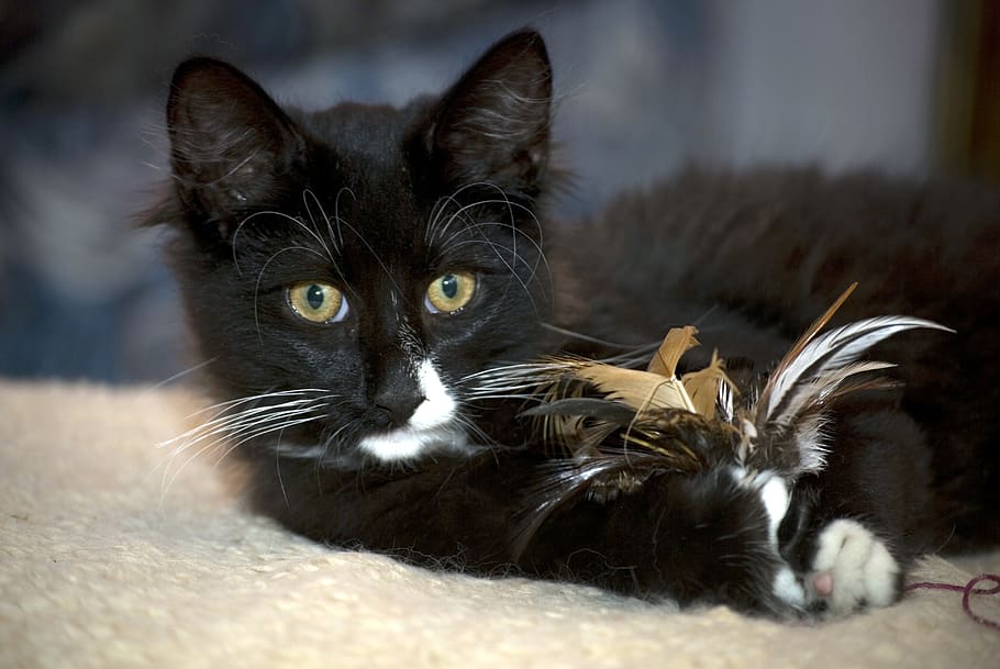 norwegian, cat, kitten, animal themes, domestic cat, mammal HD wallpaper