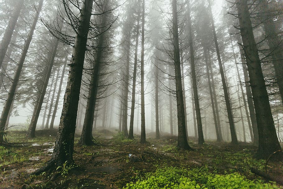 green grass and tree under clouds at daytime, fog, forest, nature HD wallpaper