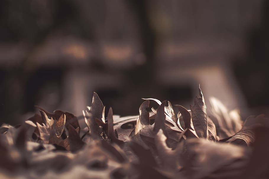 leaf, fall, blur, selective focus, plant part, nature, close-up HD wallpaper