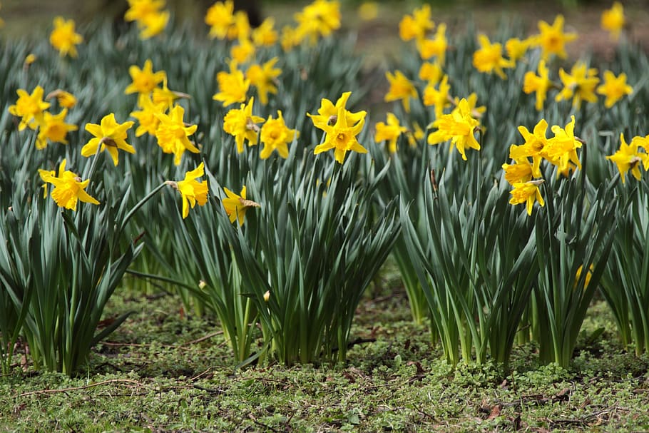bloom, blossom, daffodil, daffodils, flora, flower, flowers HD wallpaper