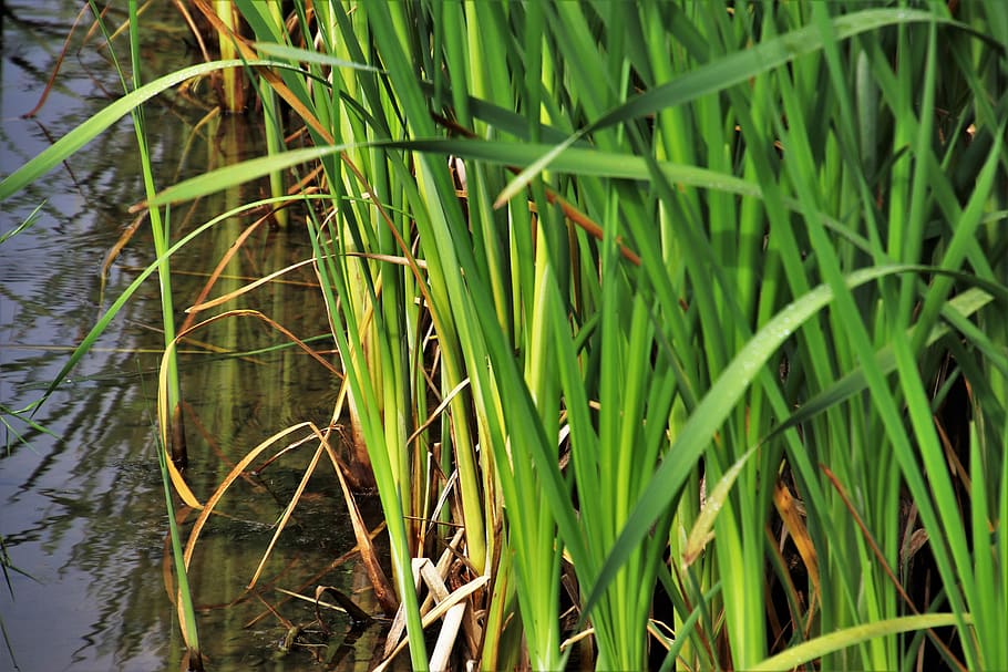 rushes, grass, green, vegetation, at the court of, pond, beach