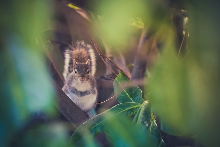 gray squirrel surrounded by leaves, brown squirrel near green leafed plant HD wallpaper