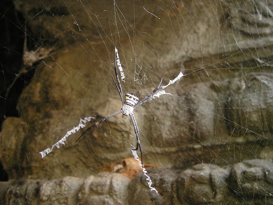 Spider, Cobweb, Angkor, Wat, Cambodia, temple, southeast, asia HD wallpaper