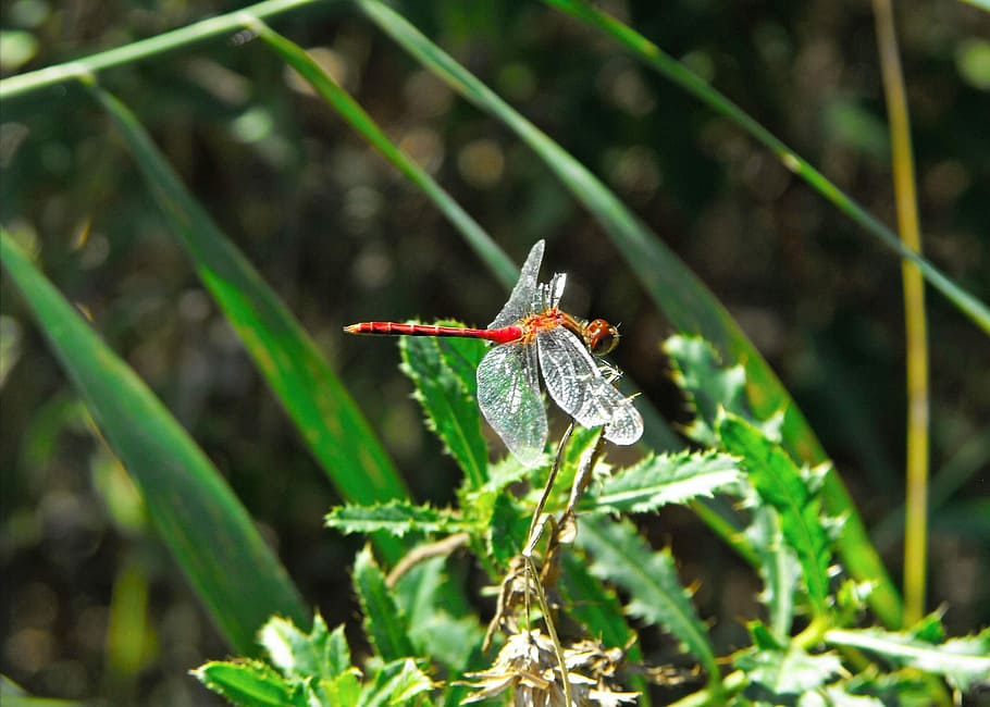 Dragonfly, Insect, Wing, Fauna, red, wildlife, animals in the wild HD wallpaper