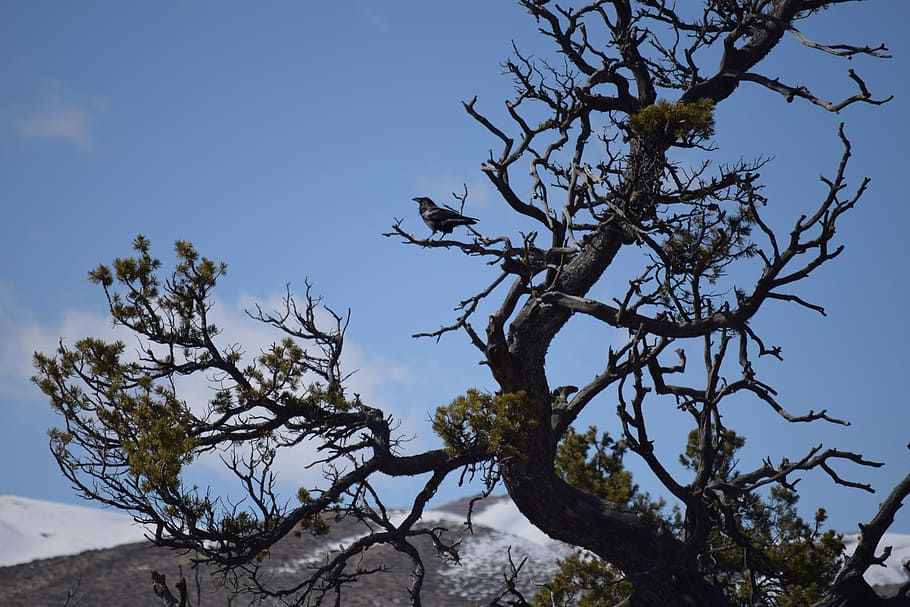 raven, perched, tree, branch, nature, black, wildlife, ornithology HD wallpaper