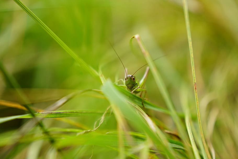 Grasshopper, Macro, Insect, Close, meadow, nature, green, disguised HD wallpaper