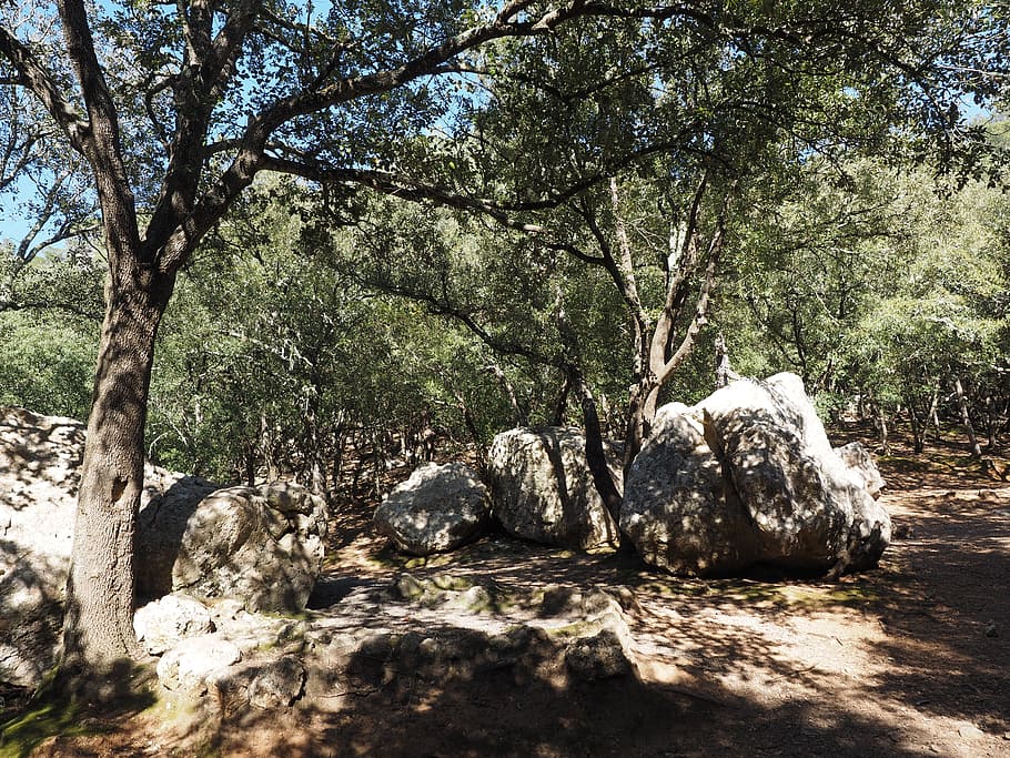 oak forest, trees, rock, limestones, karst landscape, stone oak HD wallpaper