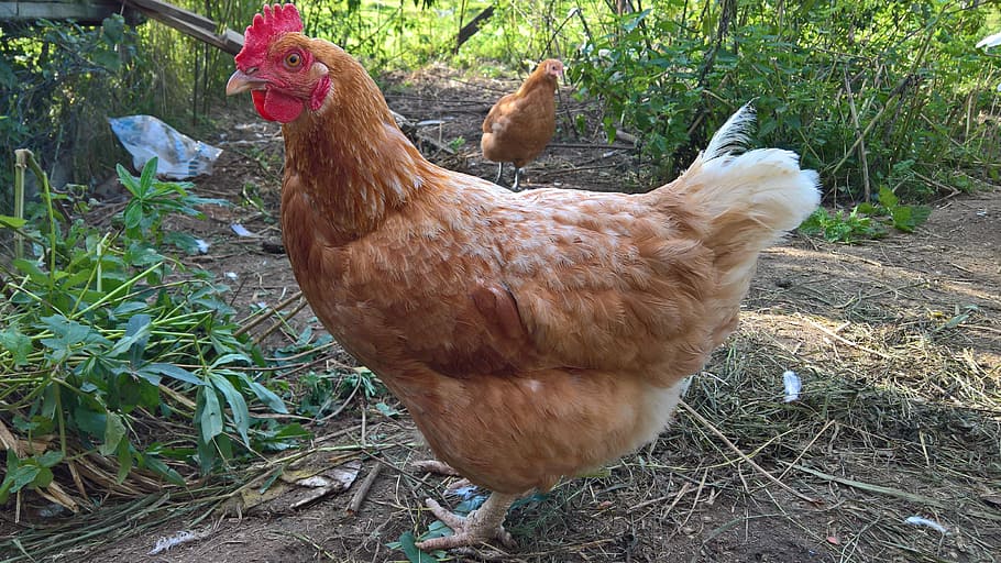 Chicken, Poultry, Egg, farm, agriculture, chicken - Bird, livestock HD wallpaper