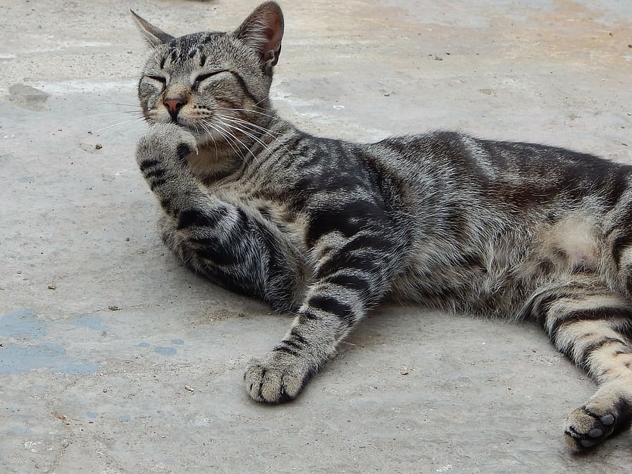 pet, cat, thinking, feline, domestic cat, pets, mammal, domestic animals HD wallpaper