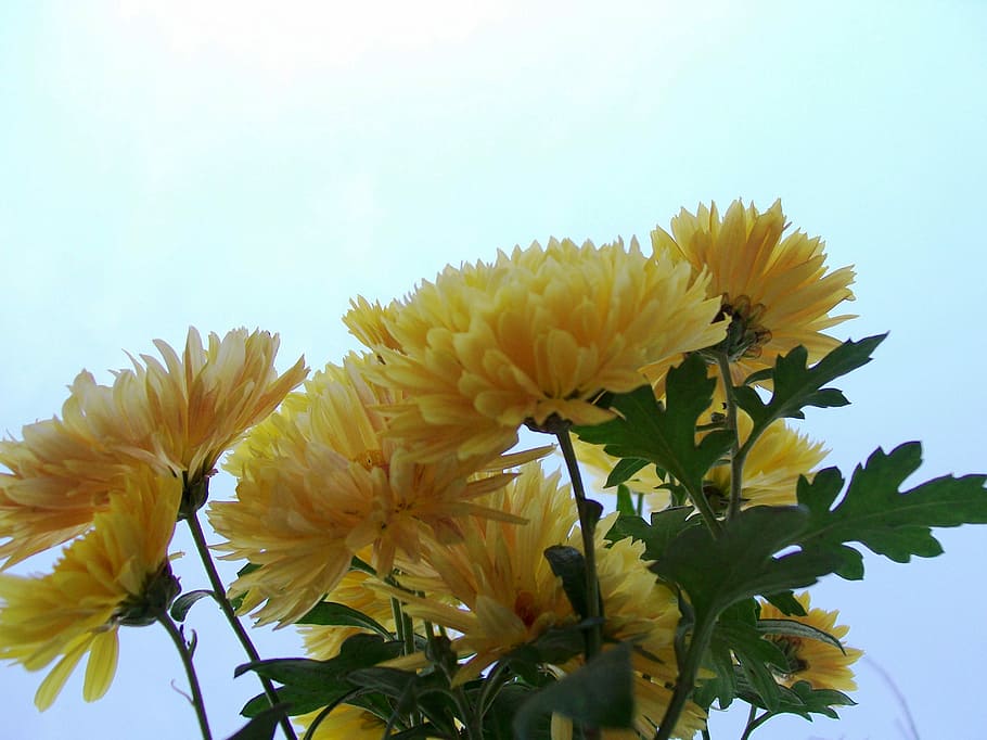 Yellow, Flowers, Flora, Blossom, floral, bunch, plant, nature HD wallpaper