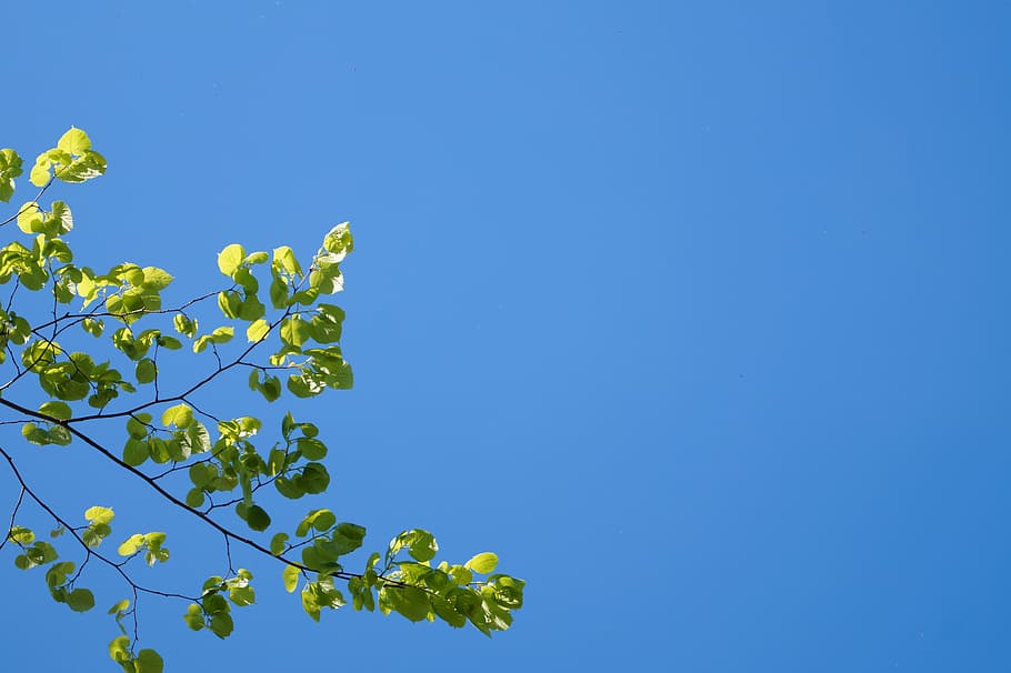 tree, nature, blue, spring, path, colors, summer, flower, the crown of the tree HD wallpaper